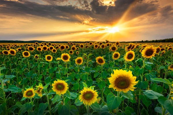 Beau Coucher Soleil Sur Champ Tournesol — Photo