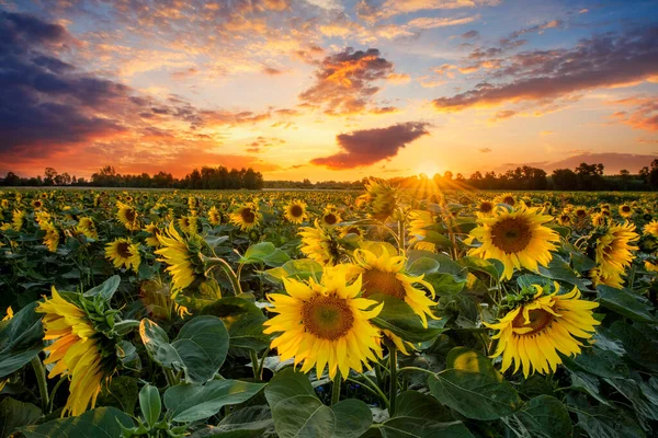 Beau Coucher Soleil Sur Champ Tournesol — Photo