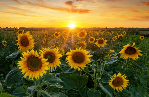 Beau Coucher Soleil Sur Champ Tournesol — Photo