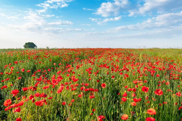 Прекрасний Літній День Над Маковим Полем — стокове фото