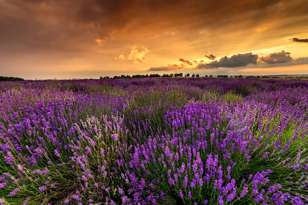 Schöne Lavendelfeld Sonnenuntergang Landschaft — Stockfoto