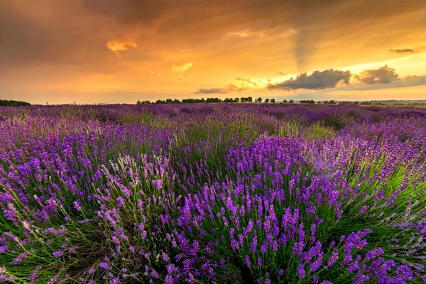 Schöne Lavendelfeld Sonnenuntergang Landschaft — Stockfoto