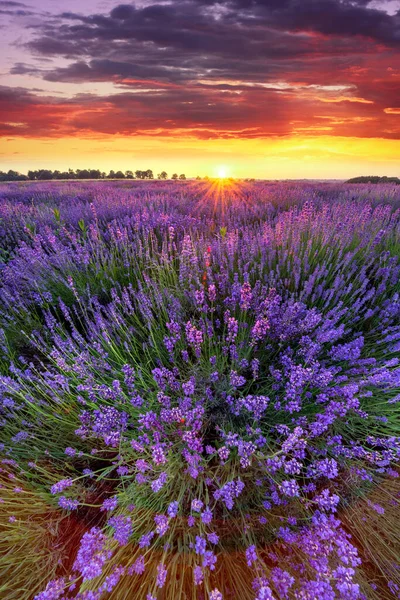 Vacker Lavendel Fält Solnedgång Landskap — Stockfoto