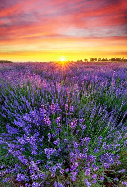 Schöne Lavendelfeld Sonnenuntergang Landschaft — Stockfoto