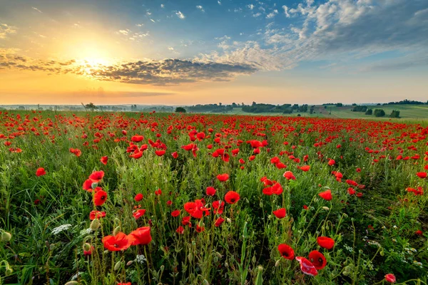 Schönes Mohnfeld Bei Sonnenuntergang — Stockfoto