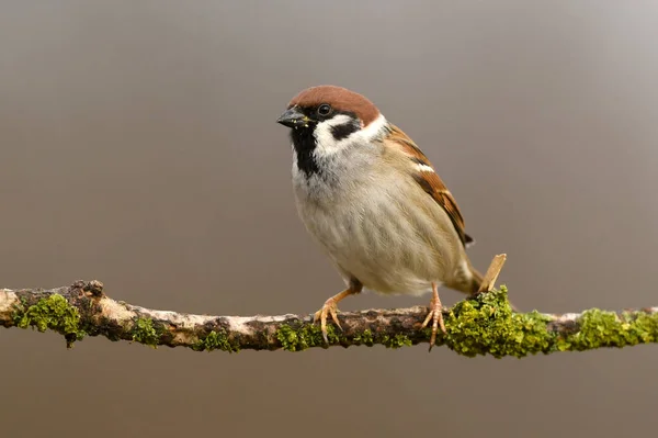 Tree Sparrow Passer Montanus Close — Stock Photo, Image
