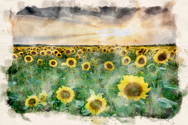 Matahari Terbenam Yang Indah Atas Ladang Bunga Matahari Cat Air — Stok Foto