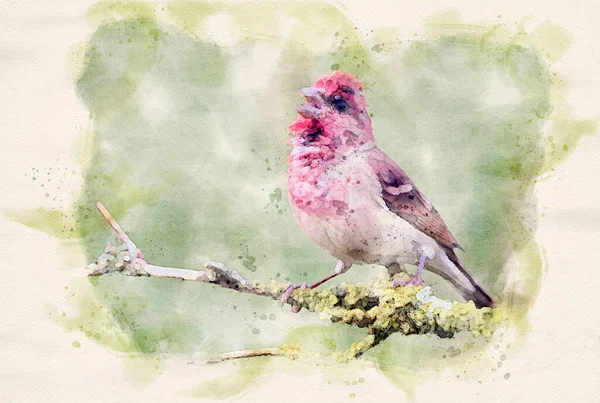 Běžný Růžičkový Carpodacus Erythrinus Mužský Akvarel — Stock fotografie