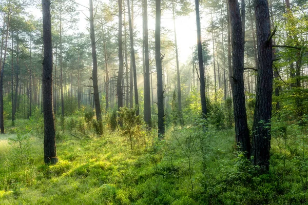 Солнечное Утро Лесу — стоковое фото