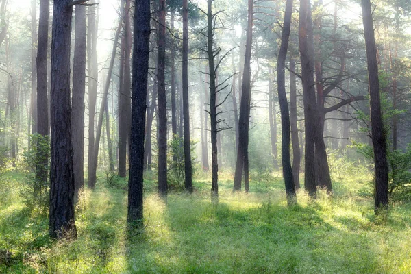 Piękny Słoneczny Poranek Lesie — Zdjęcie stockowe