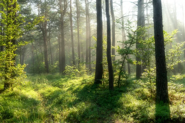 Bella Mattina Sole Nella Foresta — Foto Stock