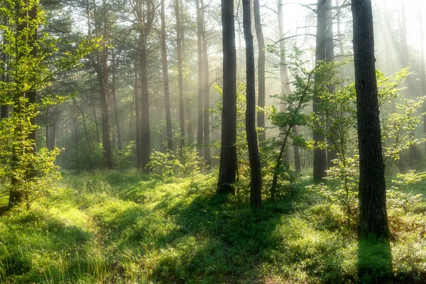 Hermosa Mañana Soleada Bosque —  Fotos de Stock