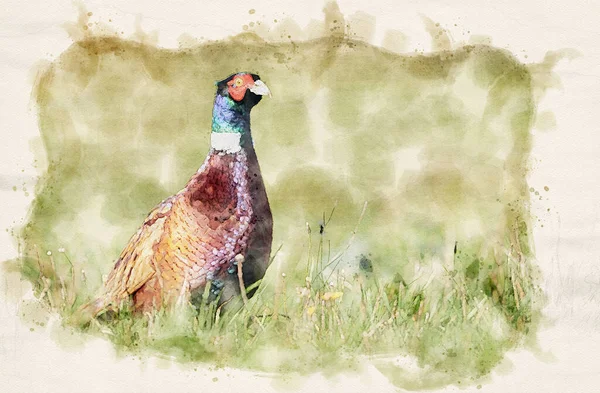 Ringneck Pheasant Phasianus Colchicus Waterpaint — Stock Photo, Image