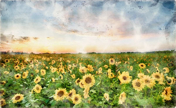 Ayçiçeği tarlasında güzel bir günbatımı - su boyası
