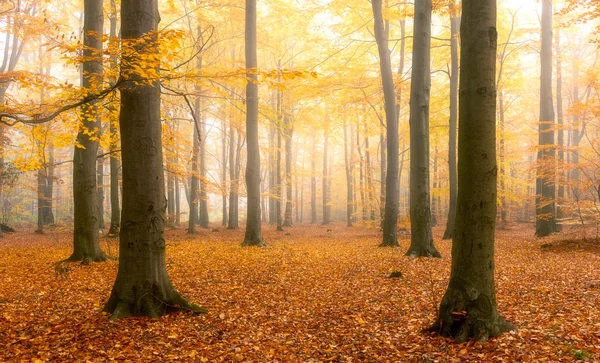 Beautiful Autumn Morning Forest — Stock Photo, Image