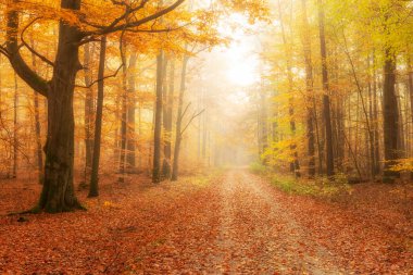 Ormanda güzel bir sonbahar sabahı