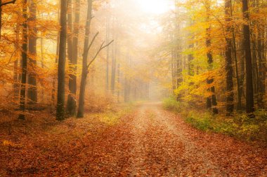 Ormanda güzel bir sonbahar sabahı