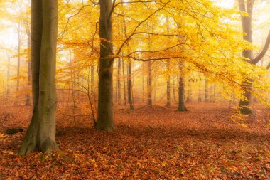 Ormanda güzel bir sonbahar sabahı