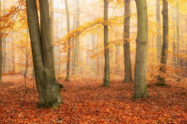 Ormanda güzel bir sonbahar sabahı