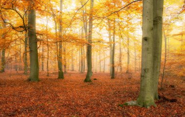 Ormanda güzel bir sonbahar sabahı