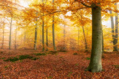 Ormanda güzel bir sonbahar sabahı