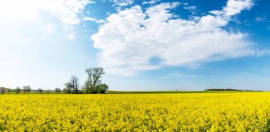Tecavüz tarlasında güzel bir bahar günü