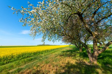 Mavi gökyüzüne karşı bahar bahçesi