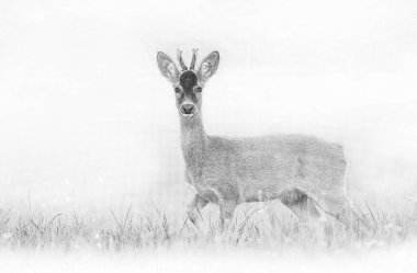 Roe deer young buck (Capreolus capreolus) - skeç