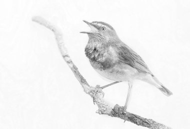 Sazlıkta oturan mavi boğazlı kuş (Luscinia svecica) - skeç