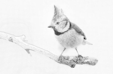 Crested tit (Lophophanes cristatus) close up - sketch