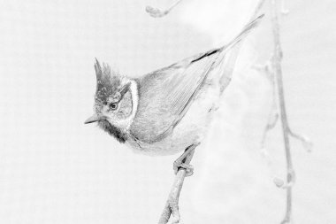 Crested tit (Lophophanes cristatus) close up - sketch
