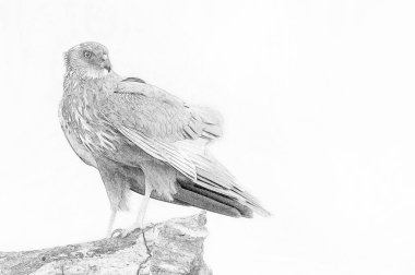 Western Marsh Harrier (Circus aeruginosus) - erkek - skeç