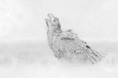 Beyaz kuyruklu kartal (Haliaeetus albicilla) - çizim