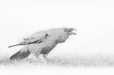 Raven (Corvus corax) kapat - taslak