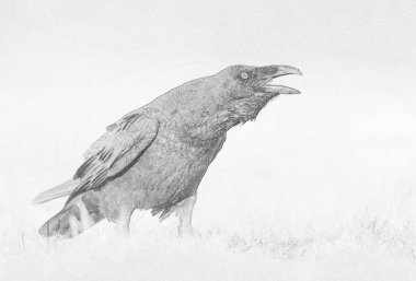 Raven (Corvus corax) kapat - taslak