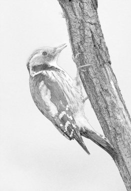 Orta benekli wodpecker (Dendrocoptes medius) - çizim