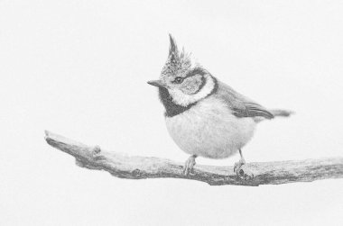 Crested tit (Lophophanes cristatus) close up -sketch