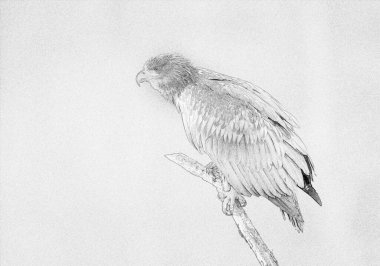 Beyaz kuyruklu kartal (Haliaeetus albicilla) - çizim