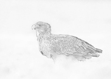 Beyaz kuyruklu kartal (Haliaeetus albicilla) - çizim