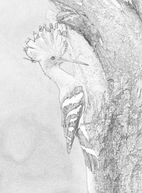 Avrasya Hupoesi ya da Yaygın Hupoe (Upupa epops) - skeç