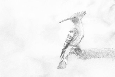 Avrasya Hupoesi ya da Yaygın Hupoe (Upupa epops) - skeç