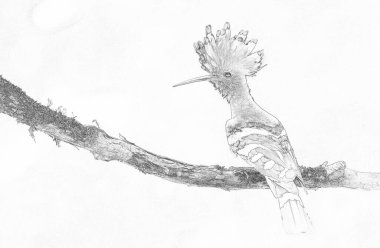 Avrasya Hupoesi ya da Yaygın Hupoe (Upupa epops) - skeç