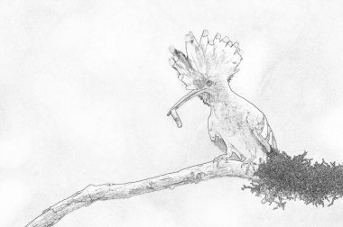 Avrasya Hupoesi ya da Yaygın Hupoe (Upupa epops) - skeç