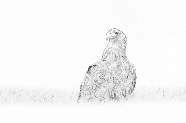 Beyaz kuyruklu kartal (Haliaeetus albicilla) - çizim