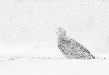 Beyaz kuyruklu kartal (Haliaeetus albicilla) - çizim