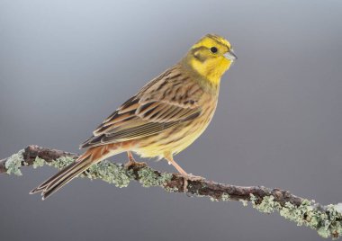 Sarı Çekiç (Emberiza citrinella) kuşu