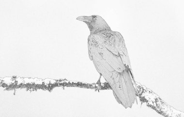 Raven (Corvus corax) kapat - taslak