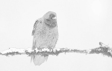 Raven (Corvus corax) kapat - taslak