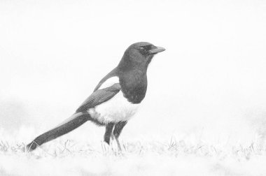 Magpie (Pica pica) - çizim