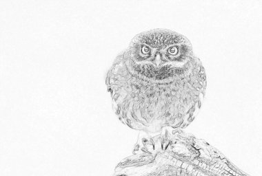 Küçük baykuş (Actene noctua) - çizim